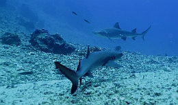 Sipadan_2015_Requin corail ou Aileron blanc du lagon_Triaenodon obesus_IMG_2057_rc